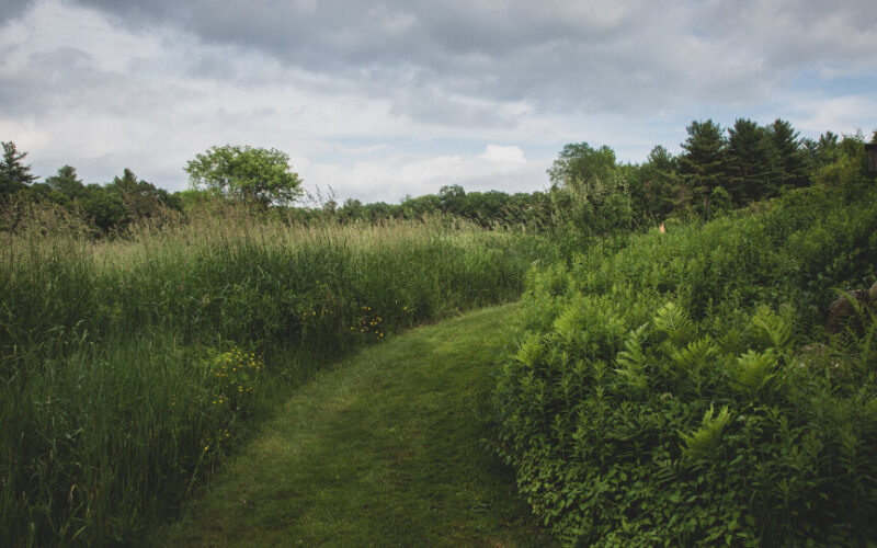 Green Field