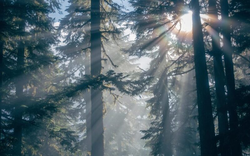 Free light shining trees image