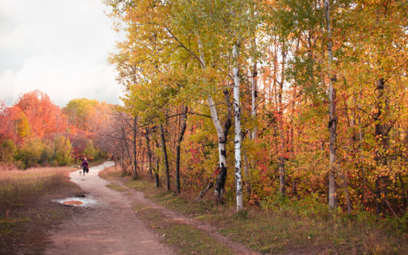 Autumn Path